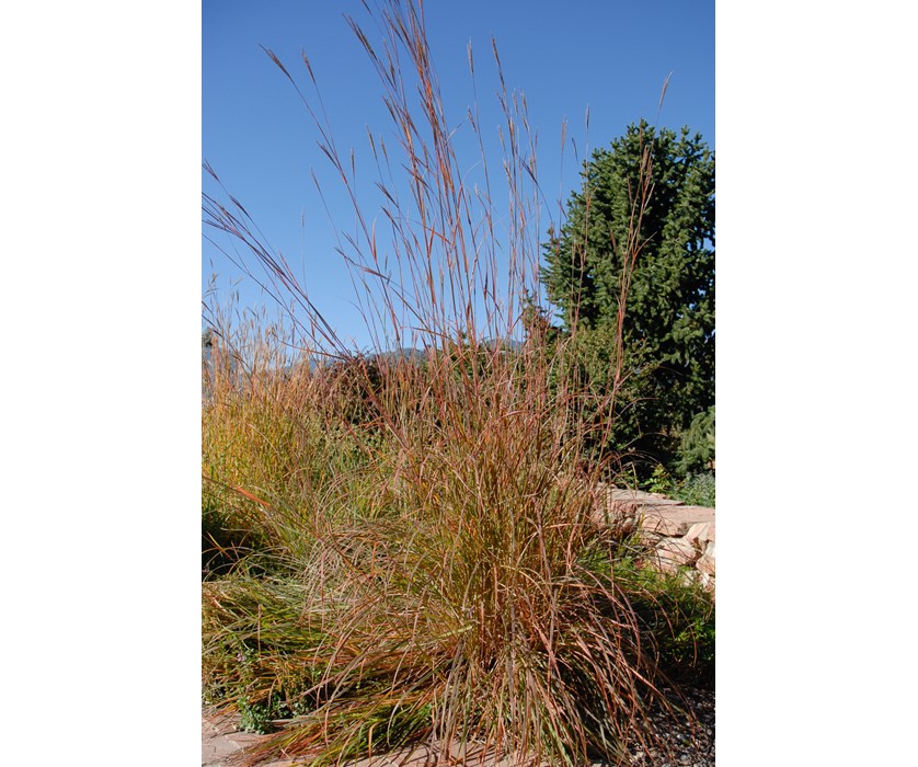 Big Bluestem